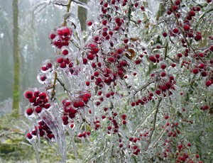 IceStormBeauty2WEB